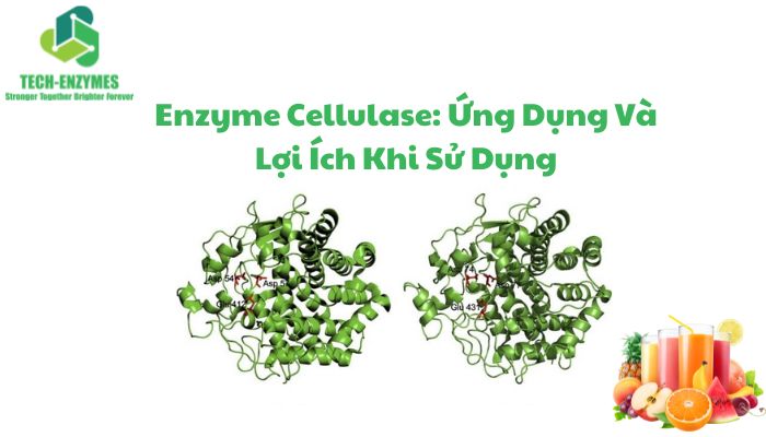 Enzyme Cellulase: Ứng Dụng Và Lợi Ích Khi Sử Dụng