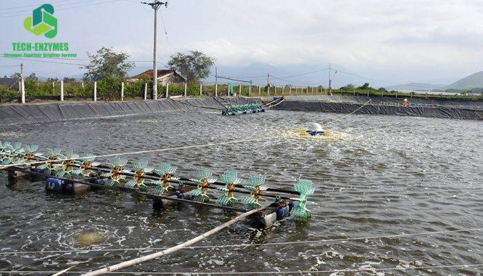 Tăng cường sức khỏe tôm