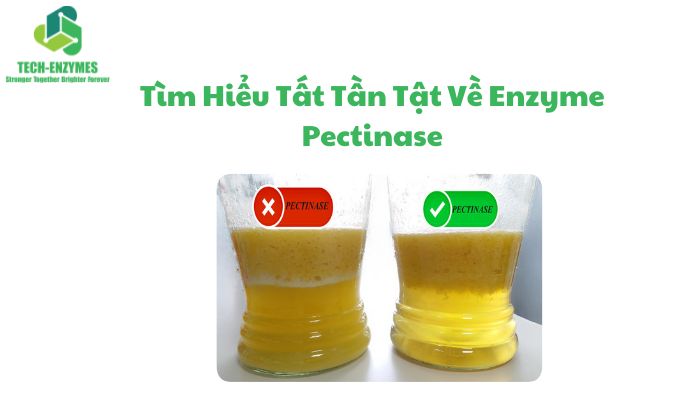 Tìm Hiểu Tất Tần Tật Về Pectinase Enzyme