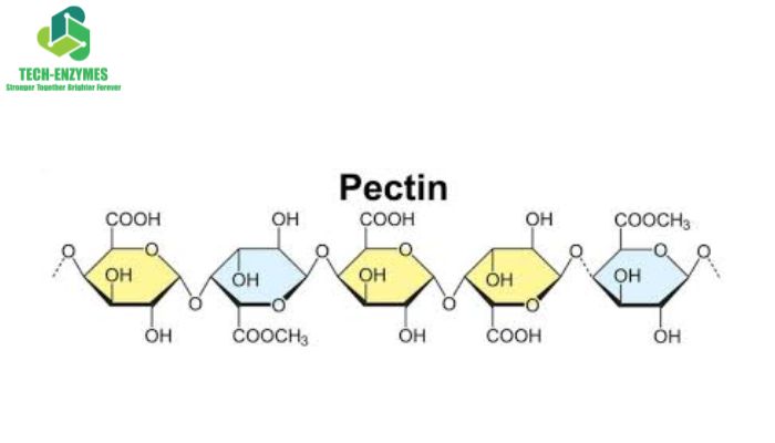 Pectinase là nhóm enzyme có khả năng thủy phân pectin