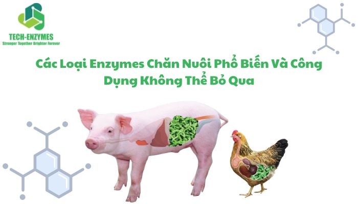 Các Loại Enzyme Chăn Nuôi Phổ Biến Và Công Dụng Không Thể Bỏ Qua