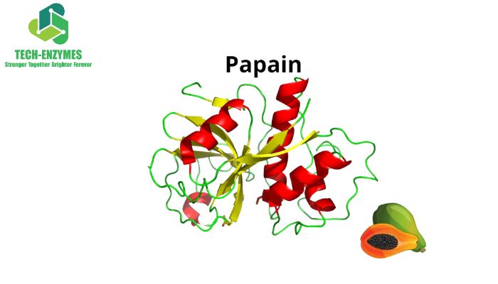 Enzyme Papain là một loại enzyme được chiết xuất từ ​​nhựa cây đu đủ