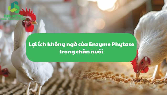 Lợi Ích Không Ngờ Của Enzyme Phytase Trong Chăn Nuôi