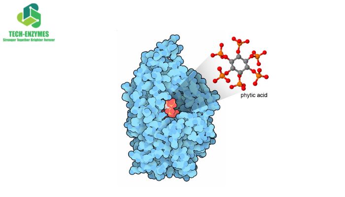 Enzyme phytase là enzyme có khả năng thủy phân axit phytic