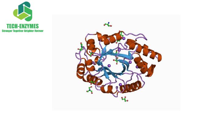 Enzym Xylanase đóng vai trò quan trọng trong quá trình sản xuất bánh mì