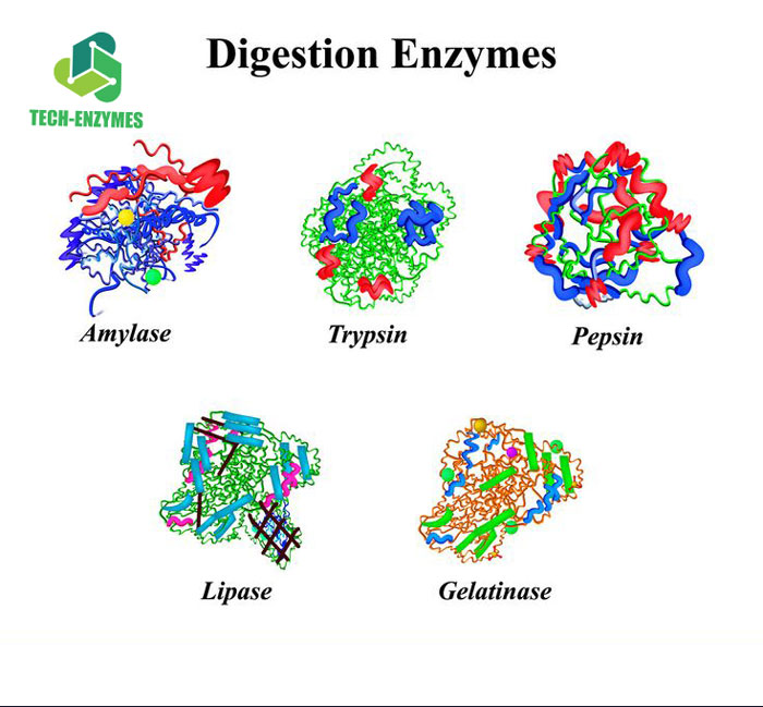 Các loại enzyme được sử dụng trong công nghệ thực phẩm