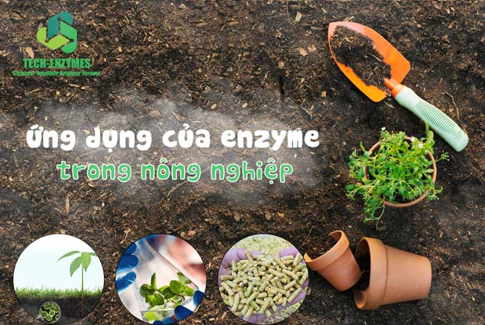 Những ứng dụng của enzyme trong nông nghiệp