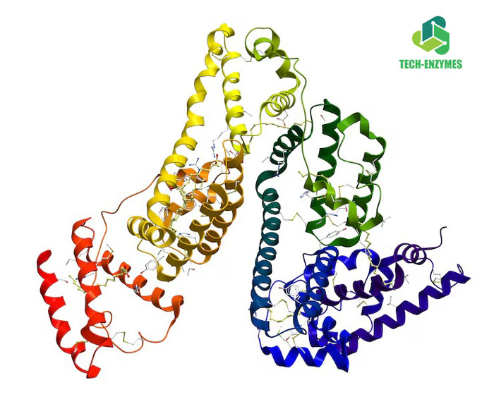 Enzyme protease