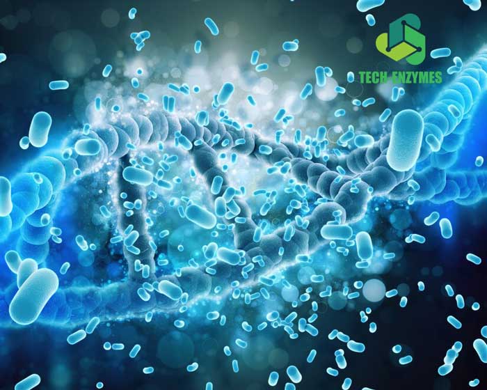Enzyme-protease có ảnh hưởng đến sức khỏe không