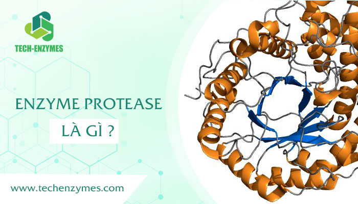 Enzyme protease là gì ?