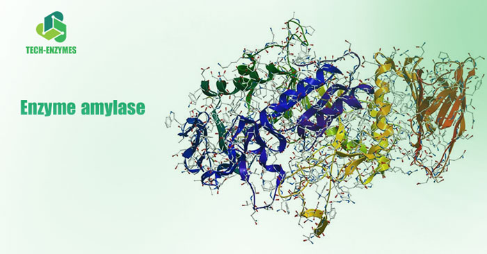 Enzyme amylase dùng trong sản xuất làm bánh