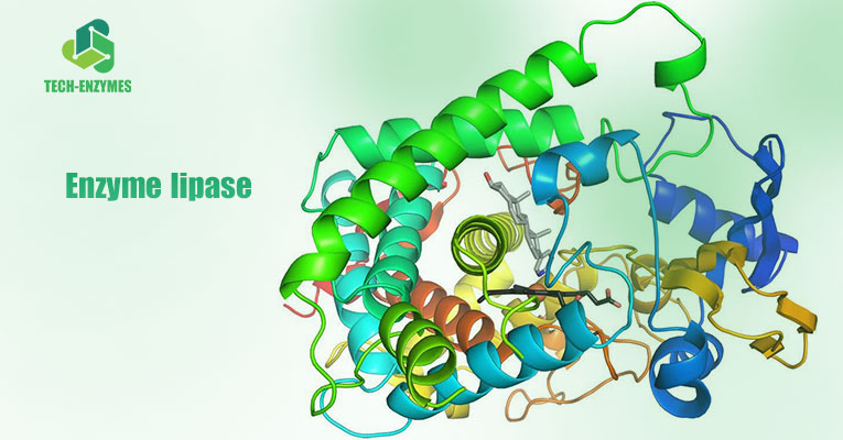 Enzyme lipase dùng trong sản xuất làm bánh