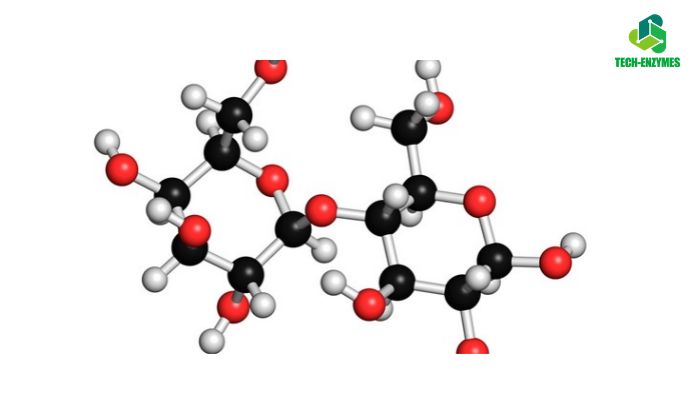 Enzyme Lactase 