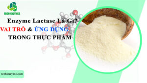 Enzyme Lactase là gì