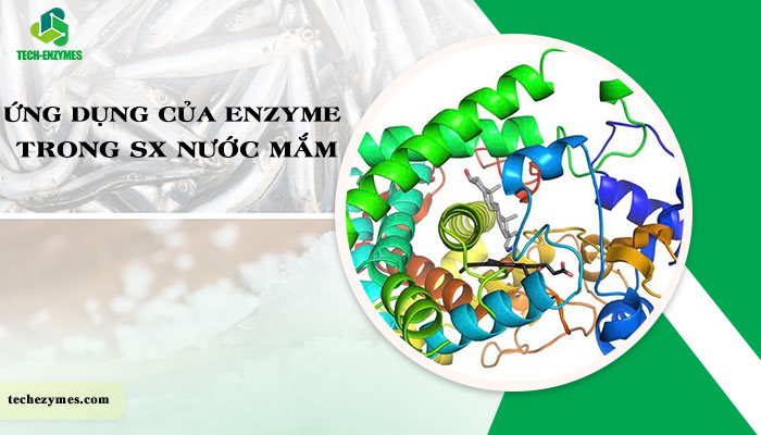 Ứng dụng của enzyme trong sản xuất nước mắm